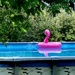 Lonely Flamingo Float by jo38