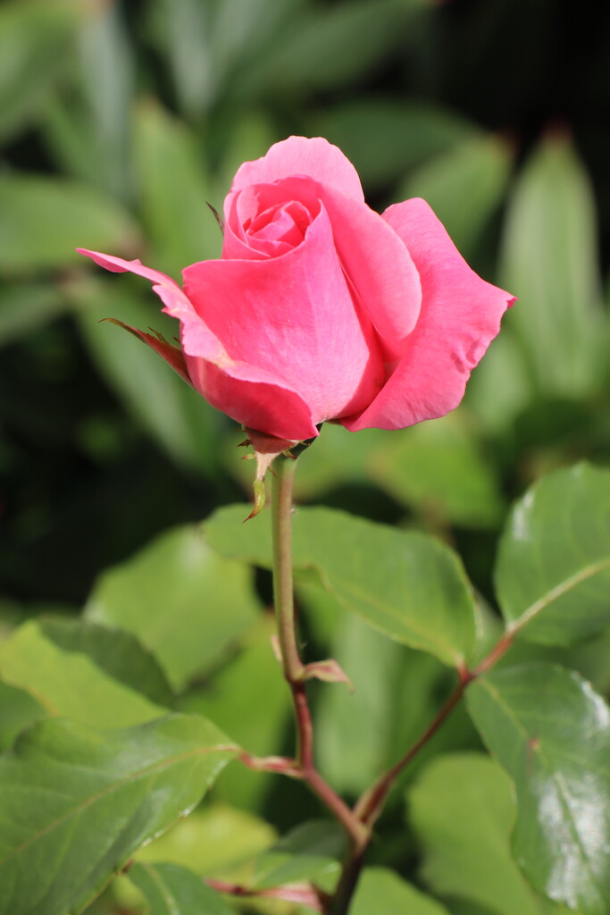 Pink rose  by jeremyccc