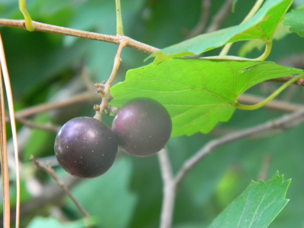 Purple Grapes in Backyard  by sfeldphotos