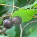 Purple Grapes in Backyard  by sfeldphotos