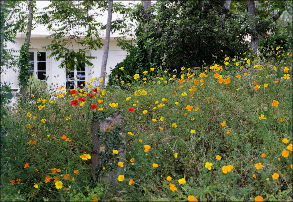 1 - Wild Poppies in the Garden by marshwader