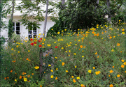 1st Jun 2024 - 1 - Wild Poppies in the Garden