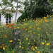 1 - Wild Poppies in the Garden by marshwader