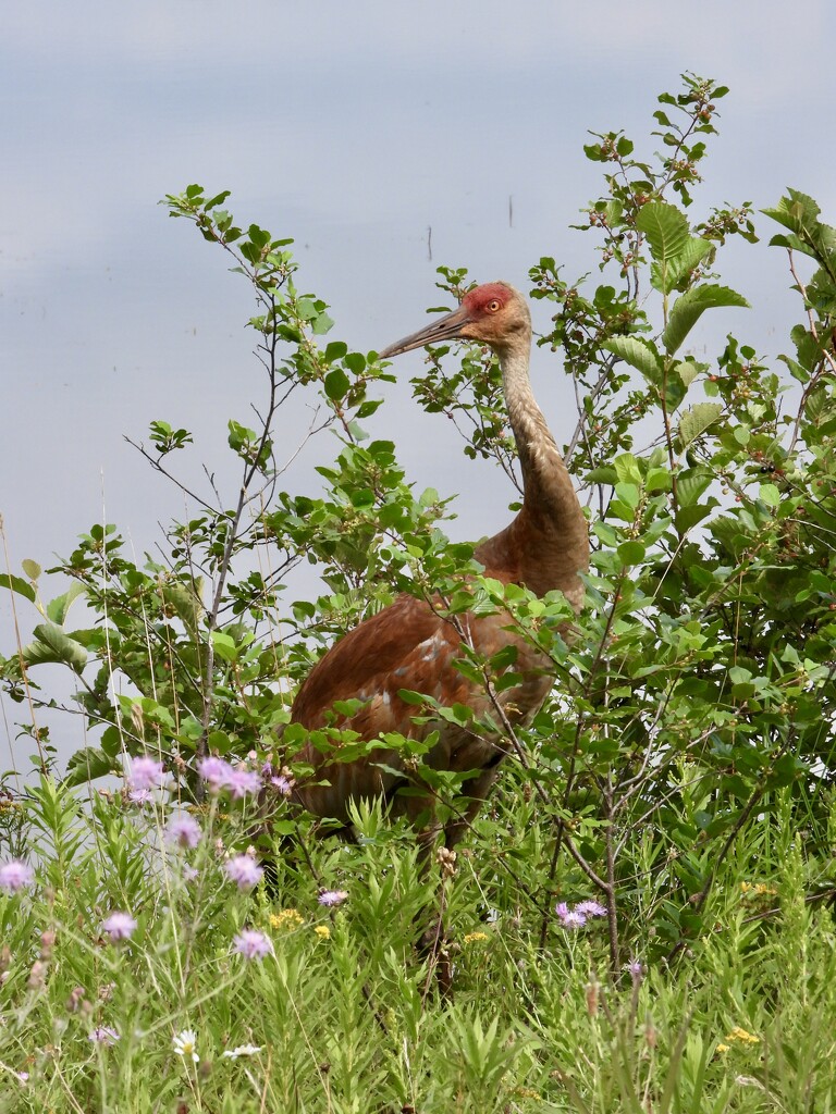 crane encounter by amyk