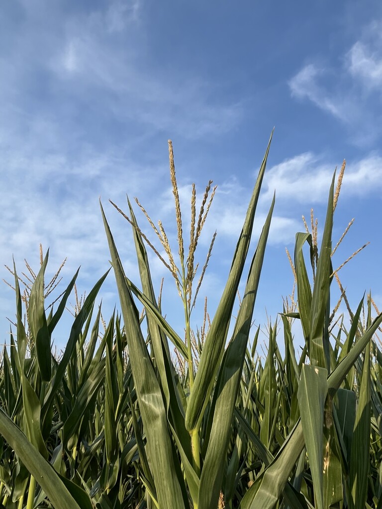 Corn  by beckyk365