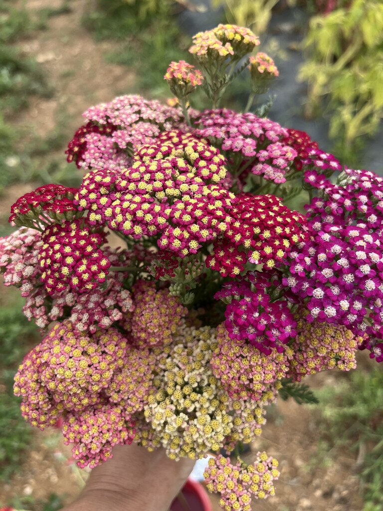 Yarrow  by beckyk365