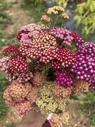 24th Jul 2024 - Yarrow 