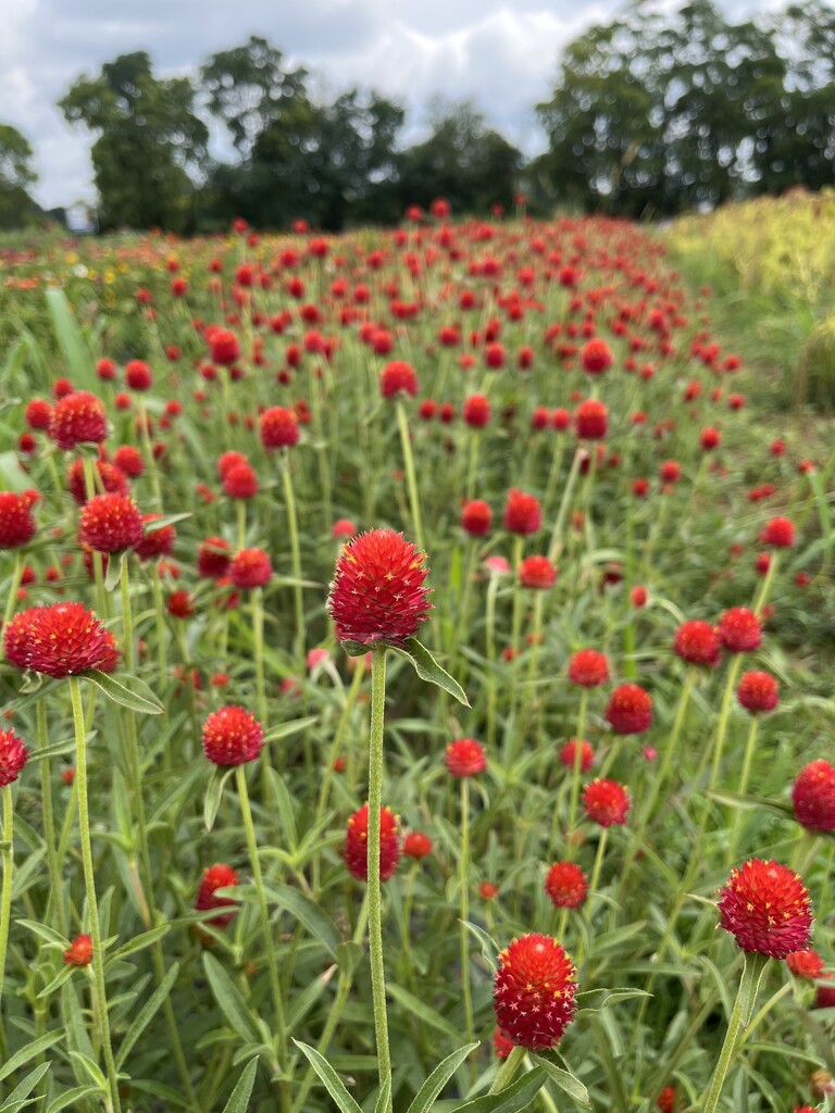 Gomphrena  by beckyk365