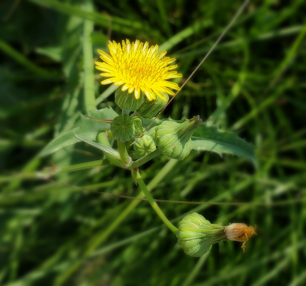 Yellow flower 2  by houser934