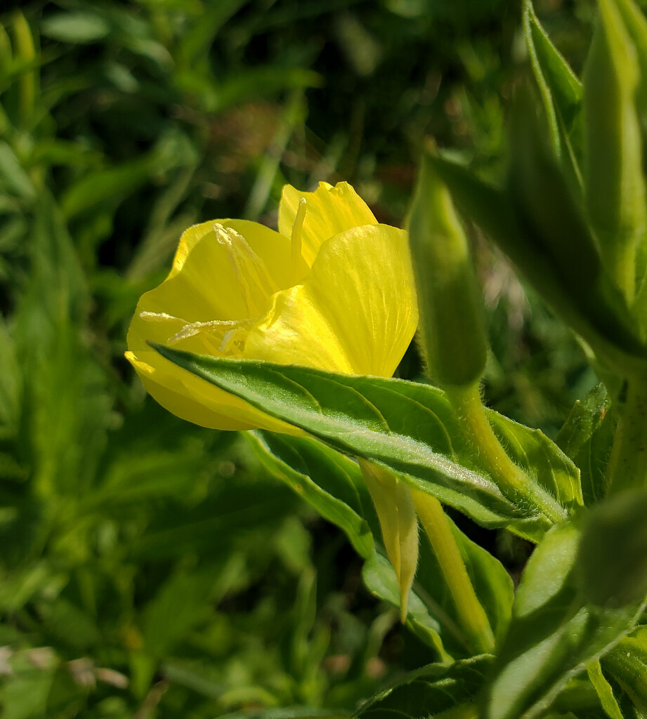 Yellow flower  by houser934