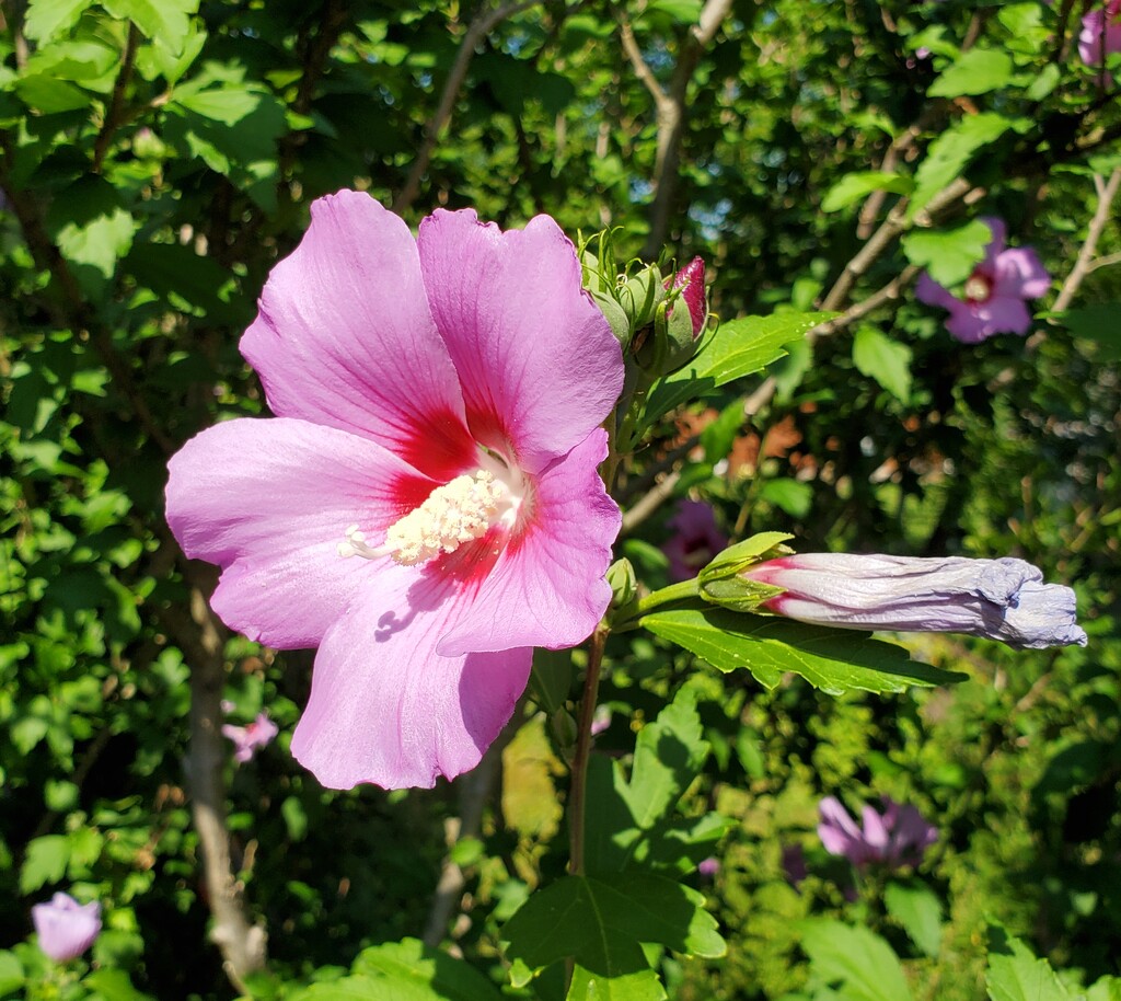 Rose of Sharon by houser934