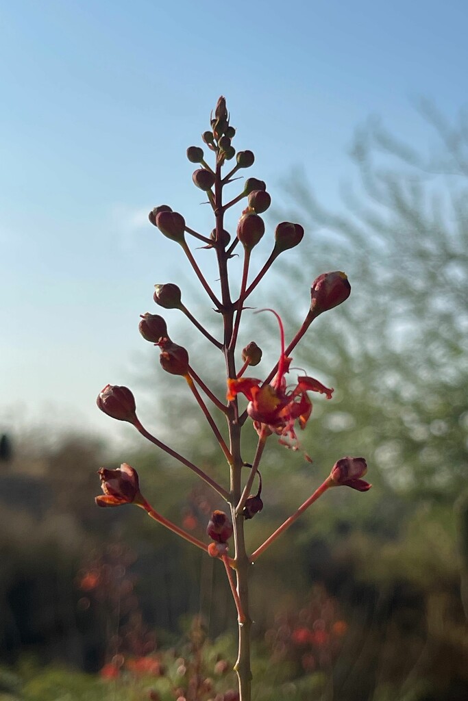 7 27 Mexican Bird of Paradise buds by sandlily