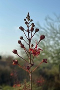 27th Jul 2024 - 7 27 Mexican Bird of Paradise buds