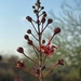 7 27 Mexican Bird of Paradise buds by sandlily