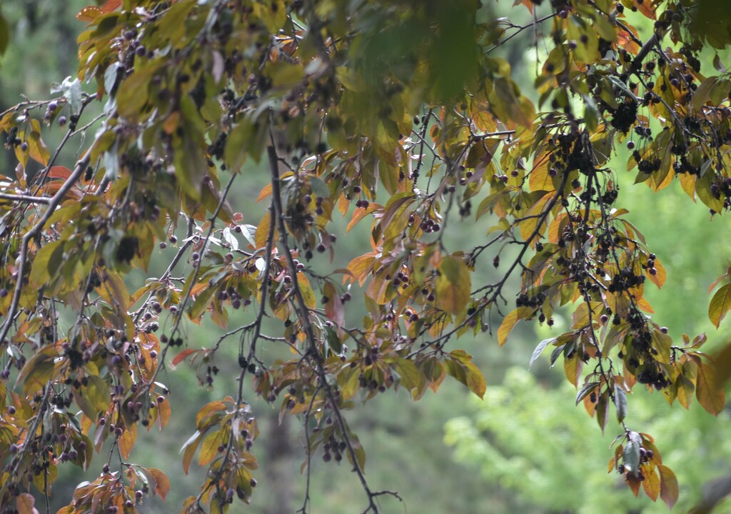 Elderberry Or Chokecherry Tree by bjywamer