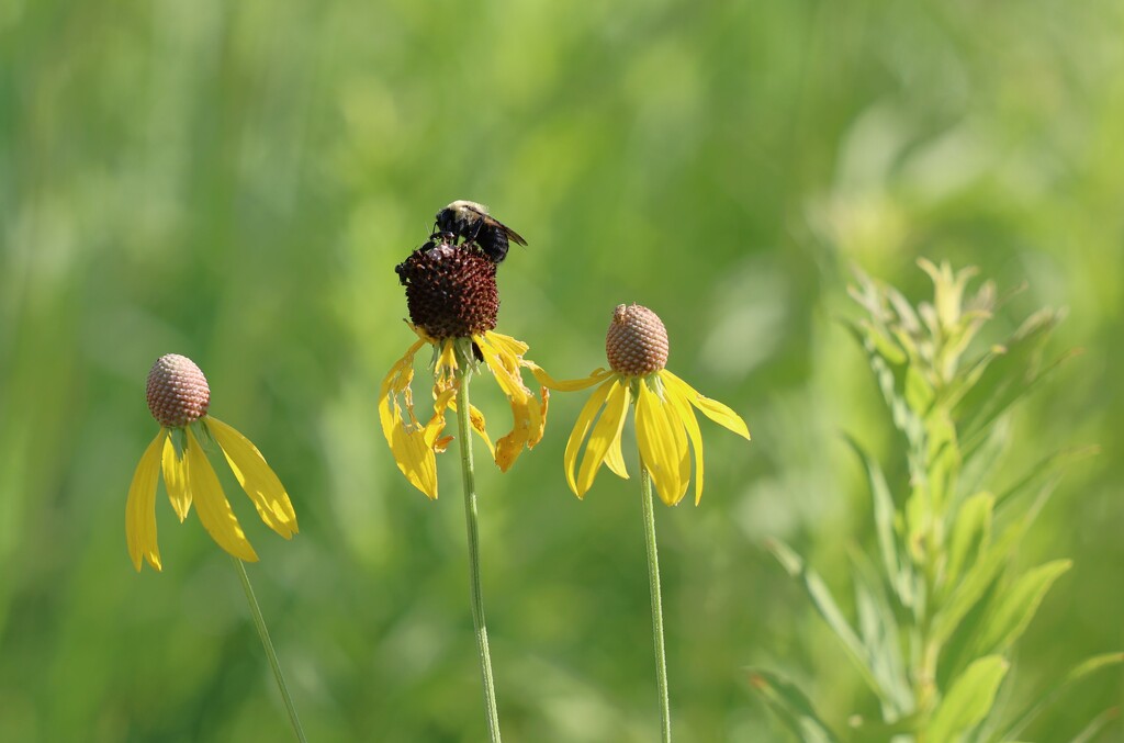 Bee and Wildflowers by lynnz