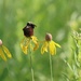 Bee and Wildflowers by lynnz