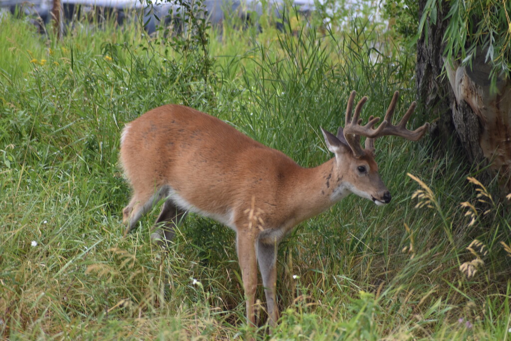 Whitetail Buck by bjywamer