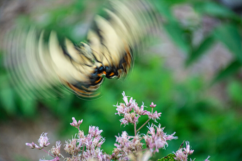 Movement... by thewatersphotos