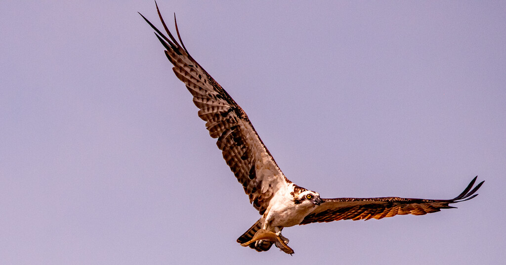 Osprey Fly-over With a Snack! by rickster549