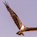 Osprey Fly-over With a Snack! by rickster549