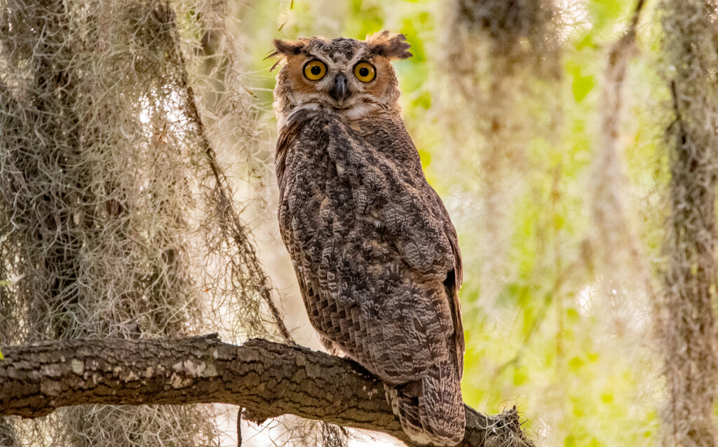 The Juvenile Great Horned Owl! by rickster549