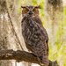 The Juvenile Great Horned Owl! by rickster549