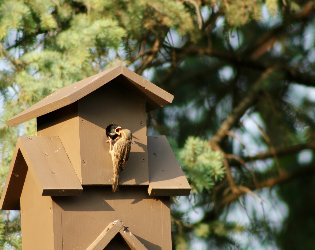 That’s a hungry baby bird! by mltrotter