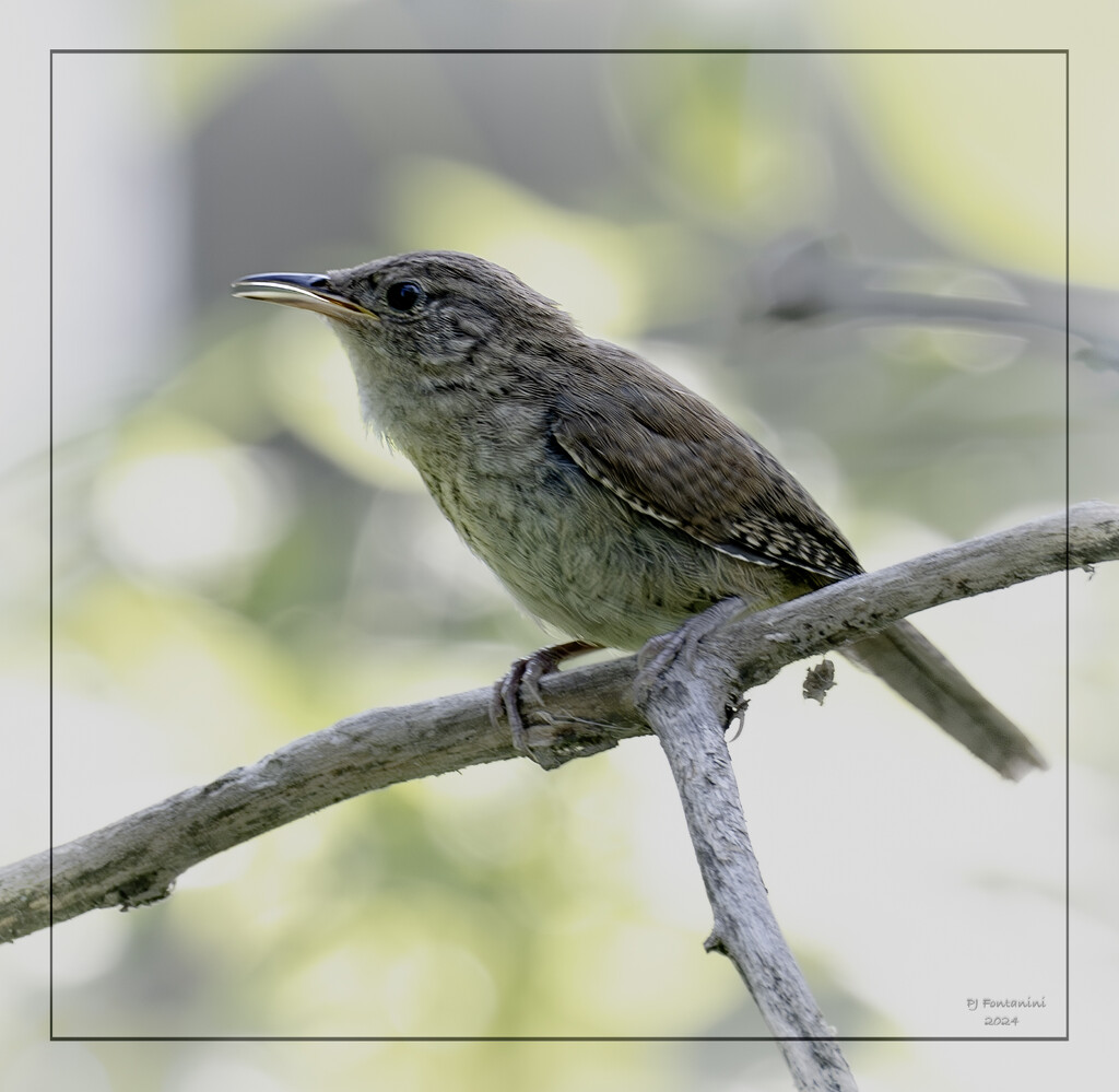 House Wren? by bluemoon