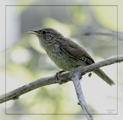 30th Jul 2024 - House Wren?