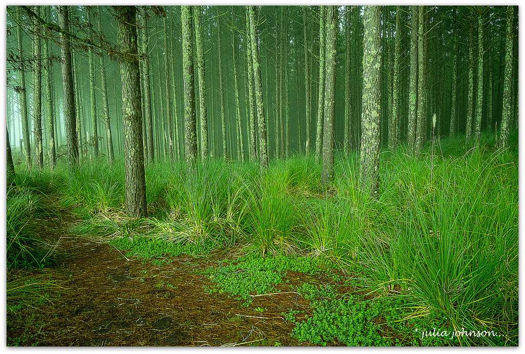 Misty Pines.. by julzmaioro