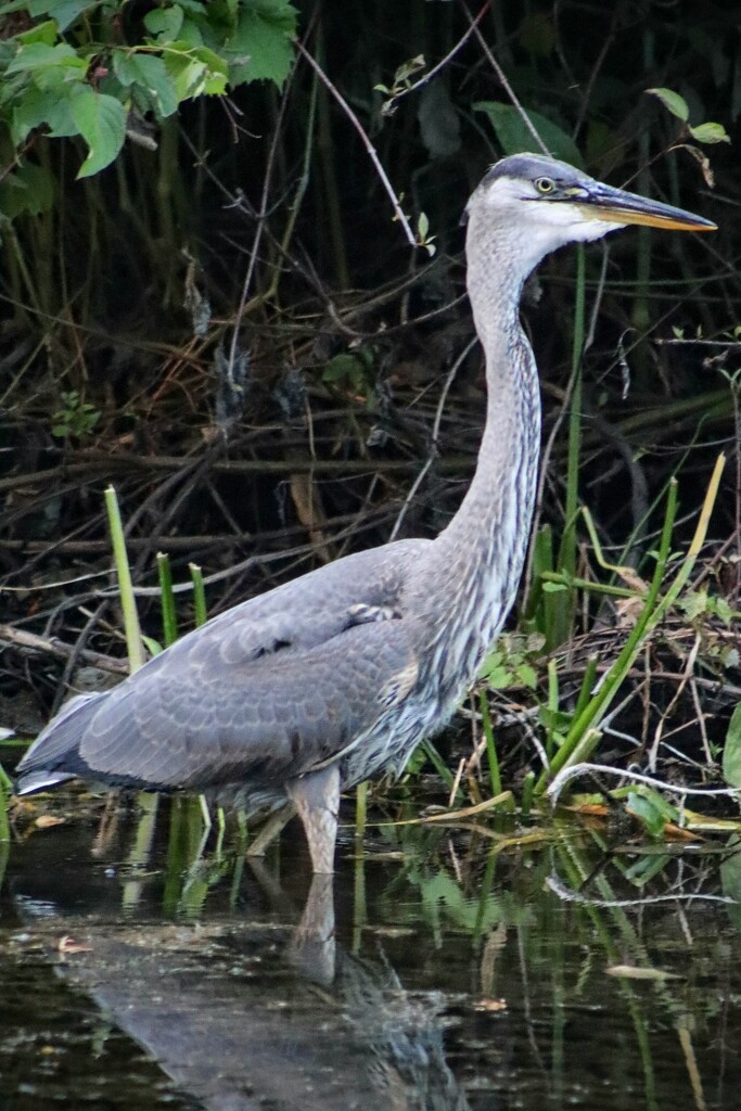 First Year Heron by princessicajessica