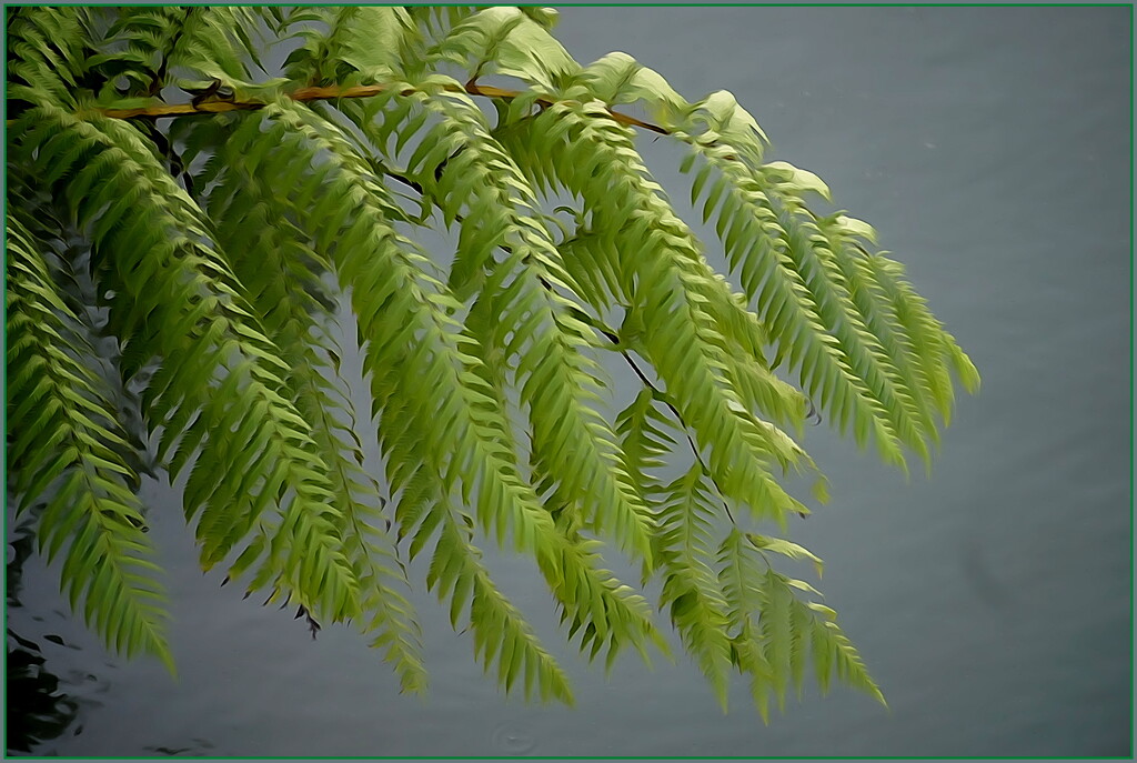 Painterly fern by dide