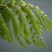 Painterly fern by dide