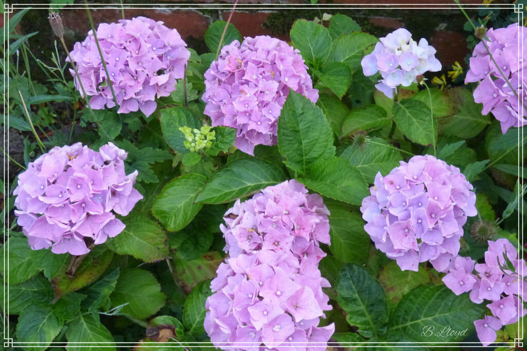 Hydrangea by beryl