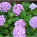 Hydrangea by beryl