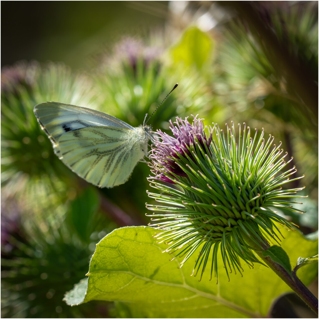 Green Veined White by clifford