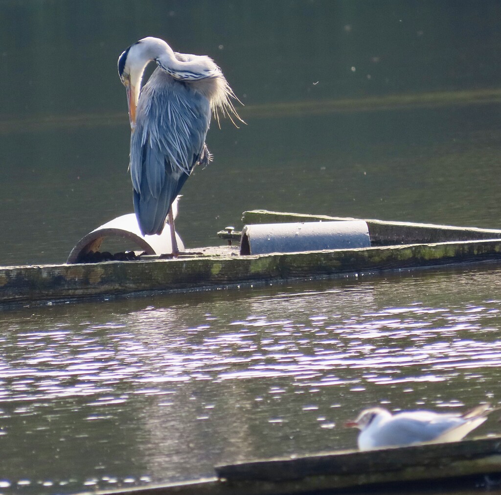 Heron at Fradley Pool by orchid99