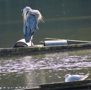 31st Jul 2024 - Heron at Fradley Pool