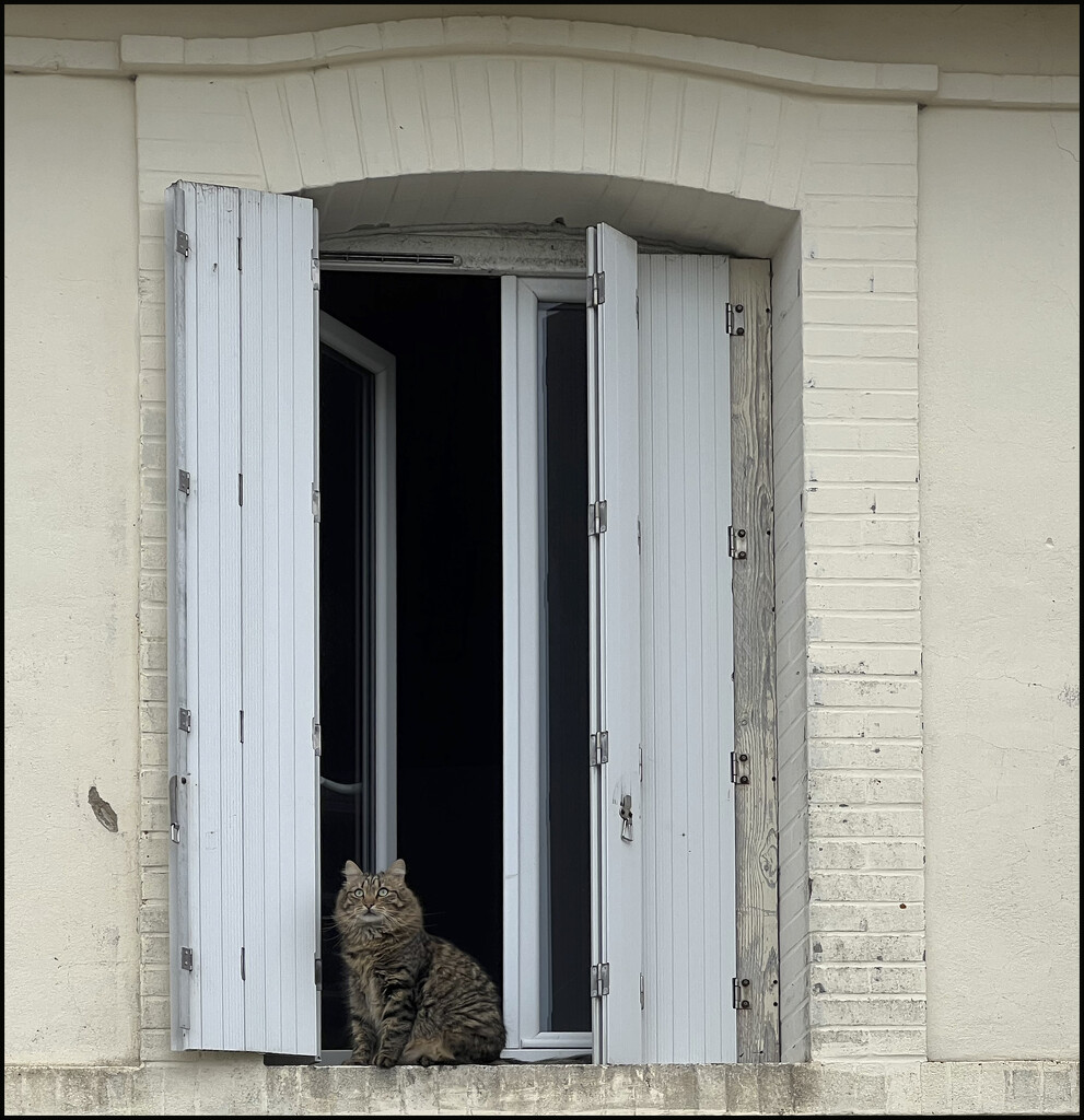 2 - Cat at high window  by marshwader