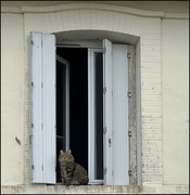 2nd Jun 2024 - 2 - Cat at high window 