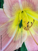 30th Jul 2024 - Long-legged Visitor