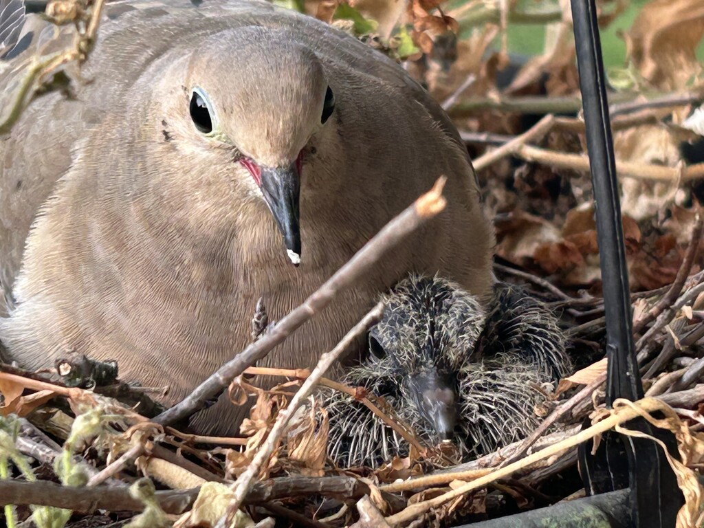 Newly Hatched Squab by kareenking