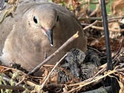 31st Jul 2024 - Newly Hatched Squab