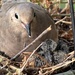 Newly Hatched Squab by kareenking