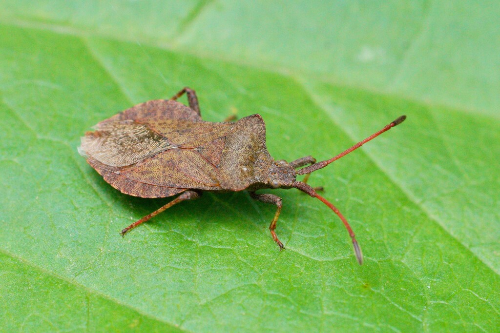 SHIELD BUG by markp