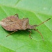 SHIELD BUG by markp