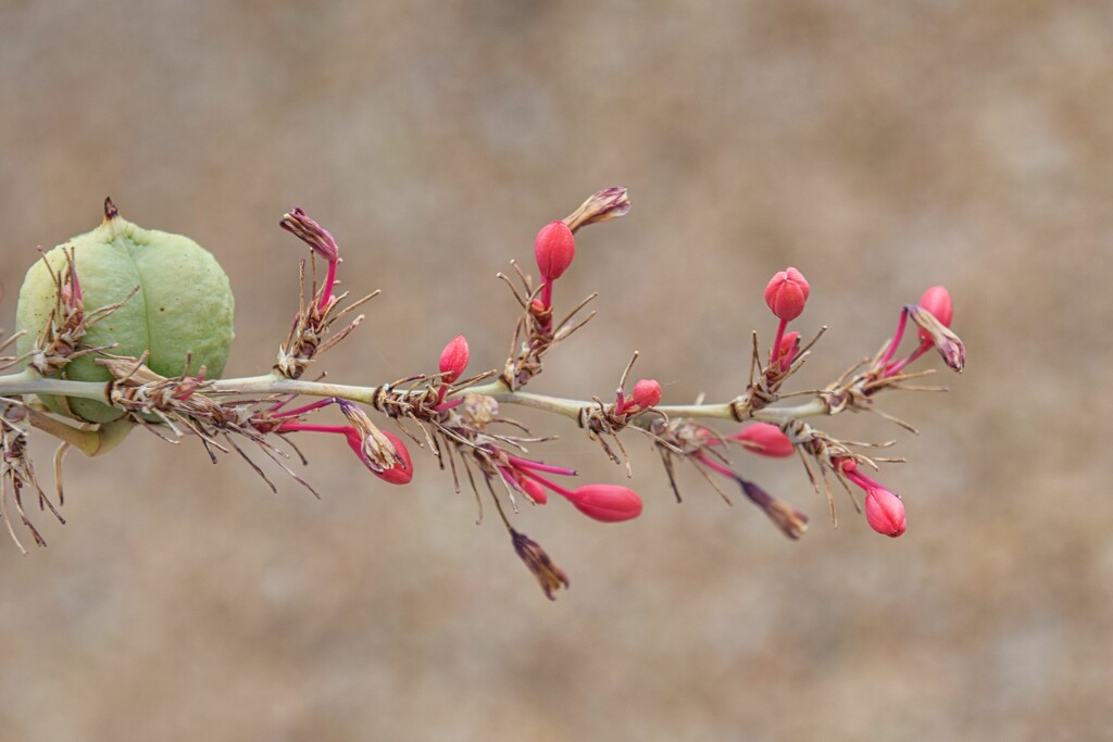 7 28 Yucca buds and pod by sandlily