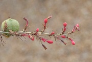 28th Jul 2024 - 7 28 Yucca buds and pod