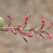 7 28 Yucca buds and pod by sandlily